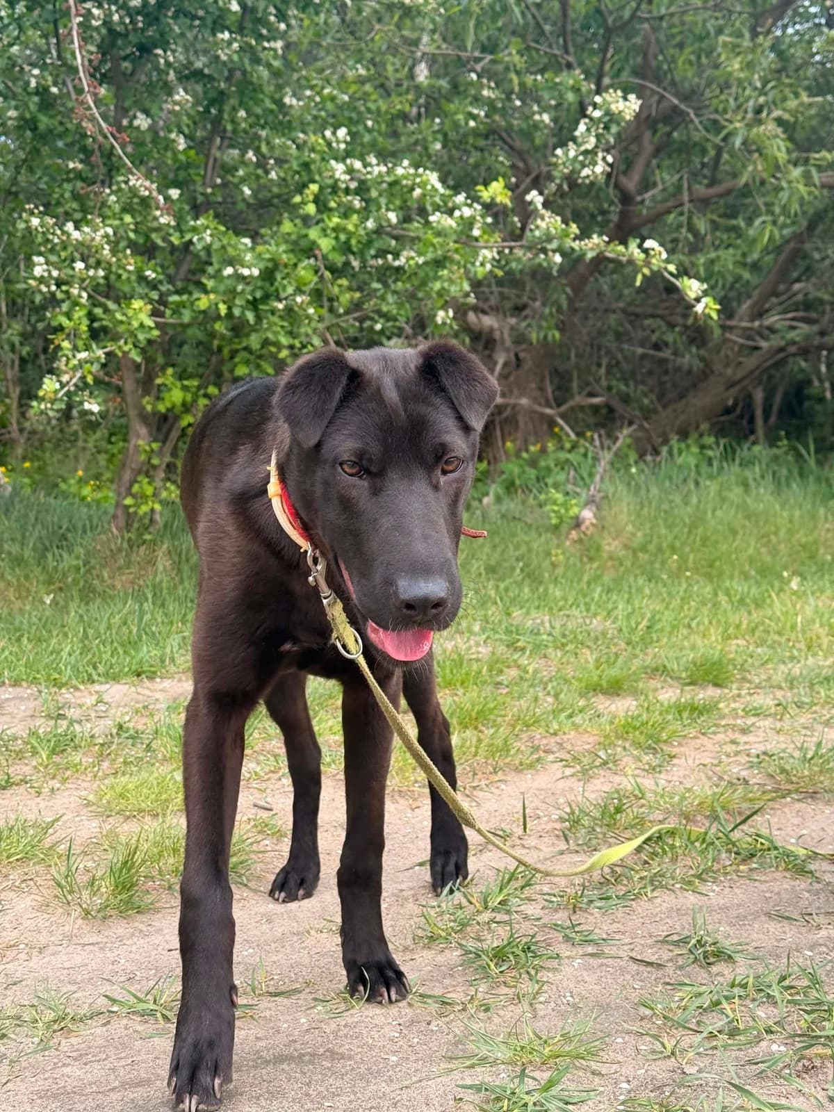 Koba, male young mixed breed for adoption at Schronisko Na Paluchu, Warsaw