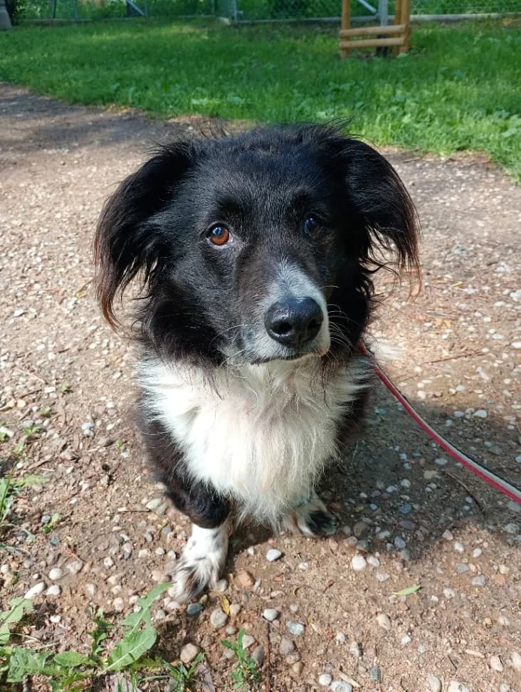 Oreo, male senior mixed breed for adoption at Schronisko Na Paluchu, Warsaw