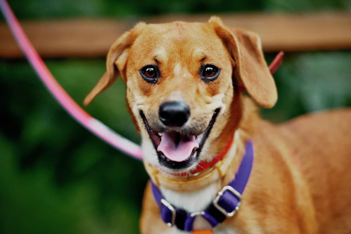 Cherry, female young mixed breed for adoption at Schronisko Na Paluchu, Warsaw