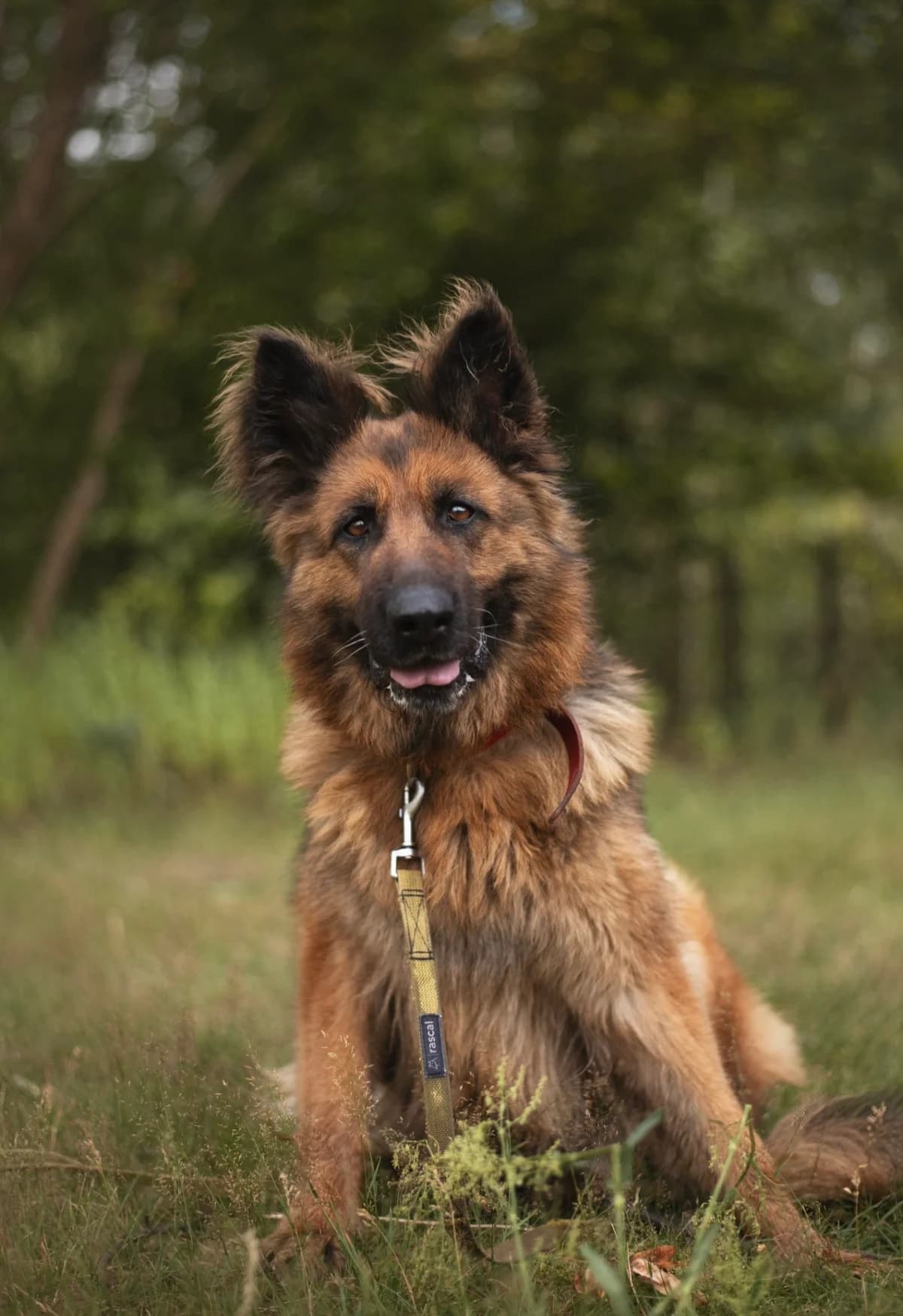 Azalia, female 5yo mixed breed for adoption at Schronisko Na Paluchu, Warsaw
