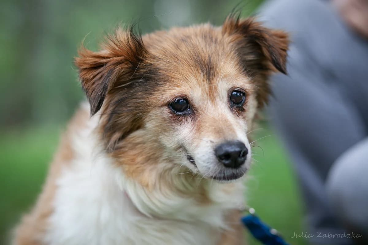 Papaja, female senior mixed breed for adoption at Schronisko Na Paluchu, Warsaw