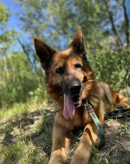 Waiva, female 4yo mixed breed for adoption at Schronisko Na Paluchu, Warsaw