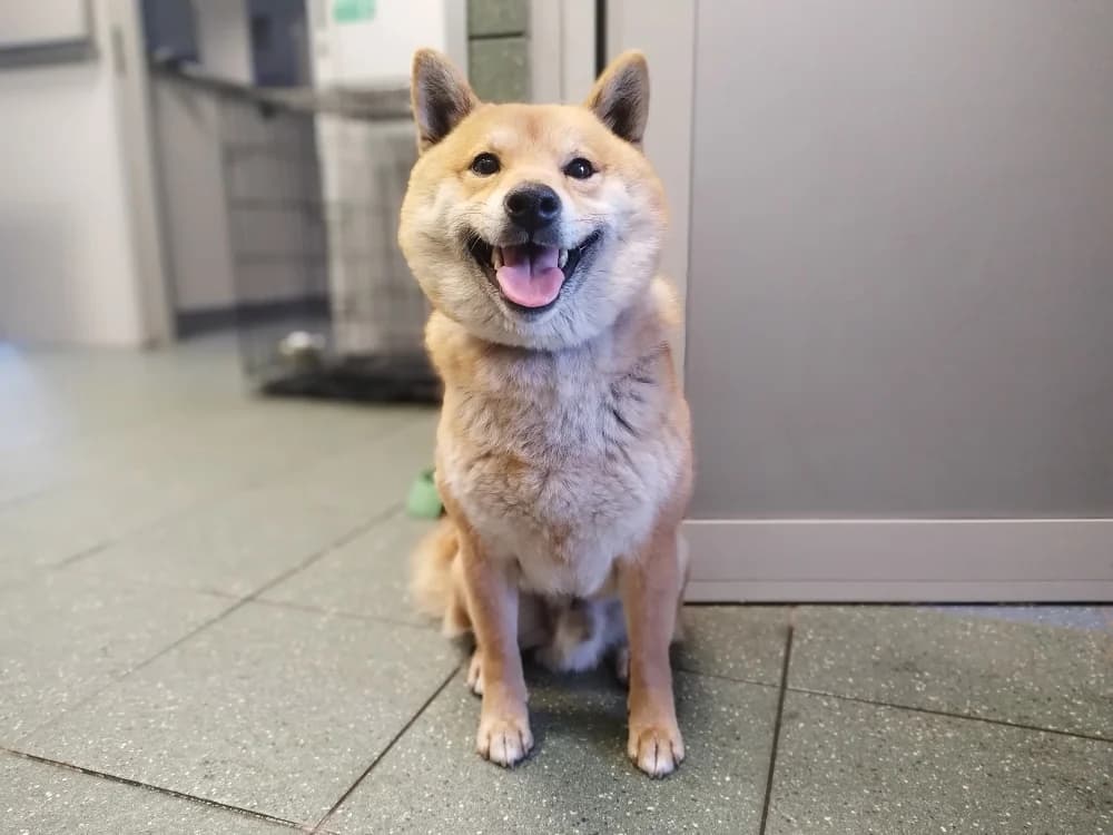 Mirabelka, female 3yo mixed breed for adoption at Schronisko Na Paluchu, Warsaw