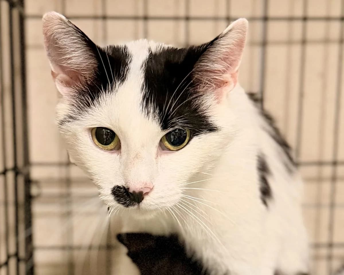 Mirabelka, female 3yo mixed breed for adoption at Schronisko Na Paluchu, Warsaw