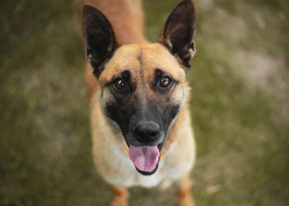 Alfik, male 5yo mixed breed for adoption at Schronisko Na Paluchu, Warsaw