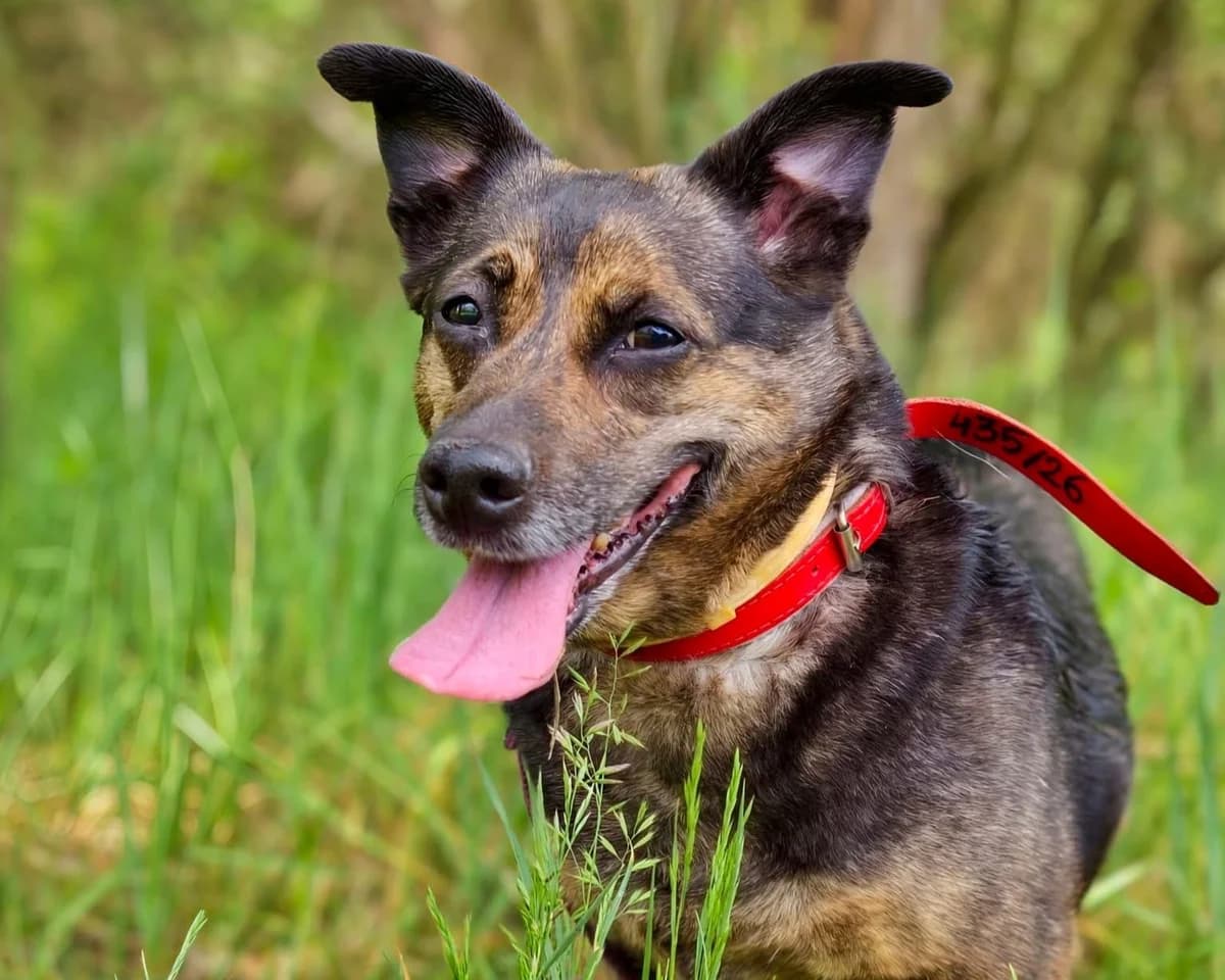 Salsa, female 6yo mixed breed for adoption at Schronisko Na Paluchu, Warsaw