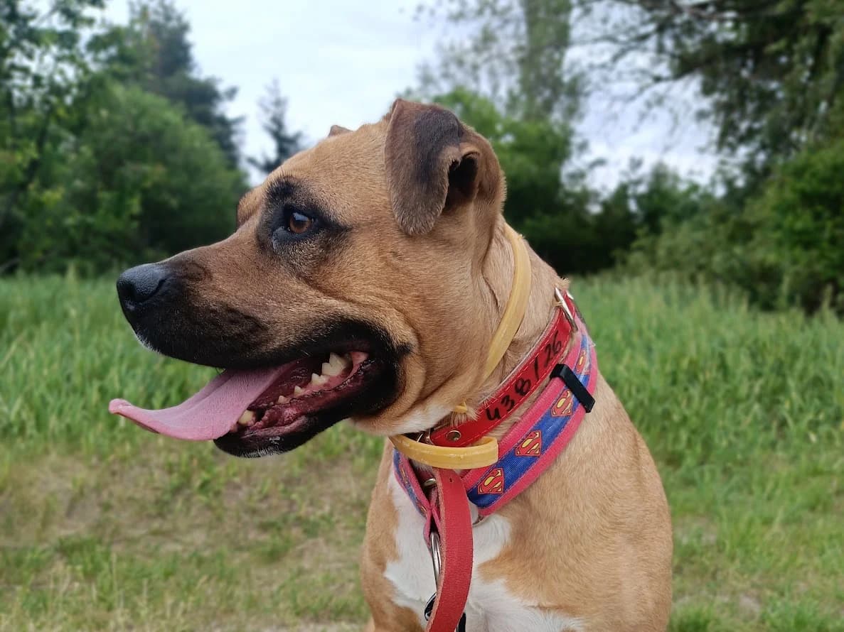 Zuzia, female 5yo mixed breed for adoption at Schronisko Na Paluchu, Warsaw