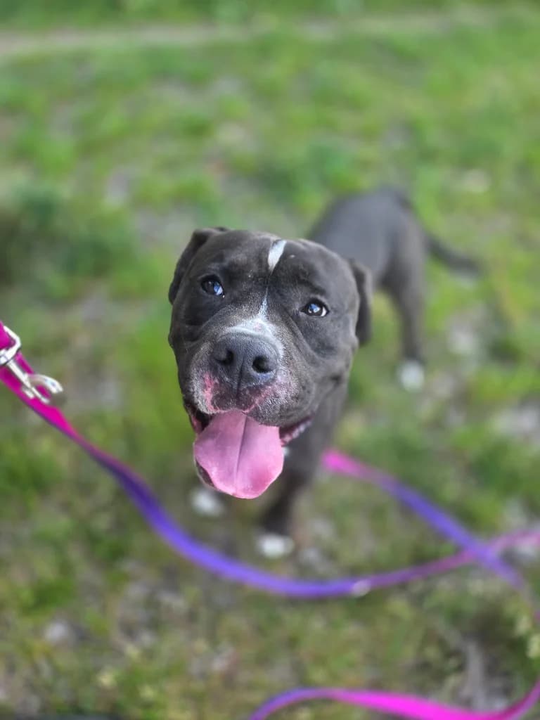 Rico, male 4yo mixed breed for adoption at Schronisko Na Paluchu, Warsaw