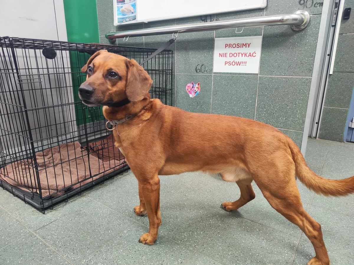 Korektor, female puppy mixed breed for adoption at Schronisko Na Paluchu, Warsaw