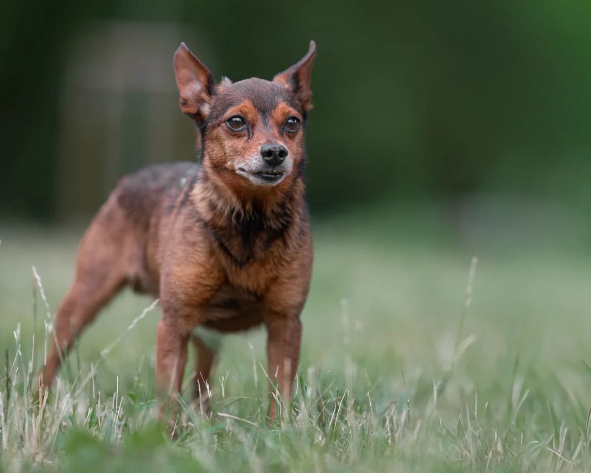 Bolek, male senior mixed breed for adoption at Schronisko Na Paluchu, Warsaw