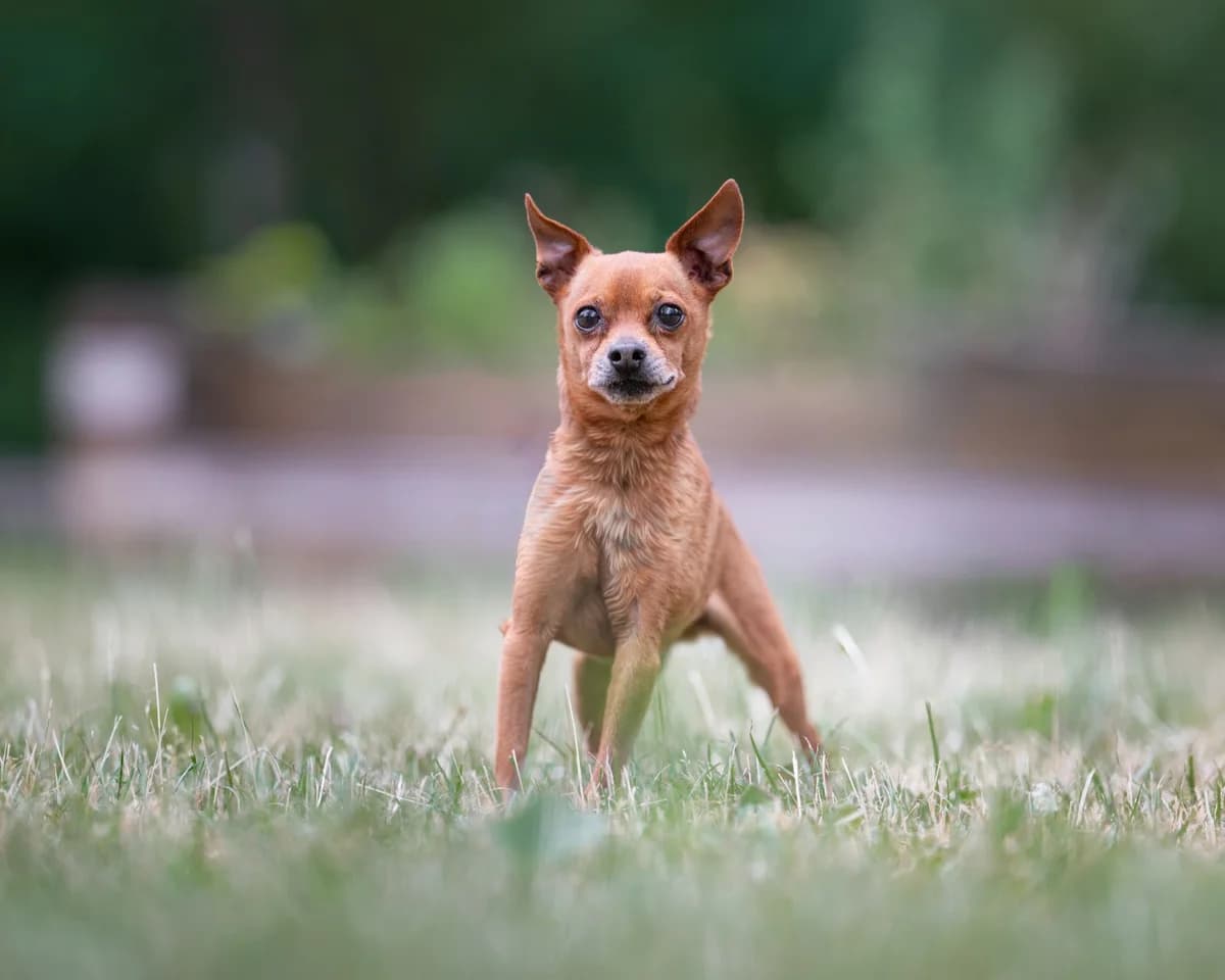 Lolek, male 5yo mixed breed for adoption at Schronisko Na Paluchu, Warsaw