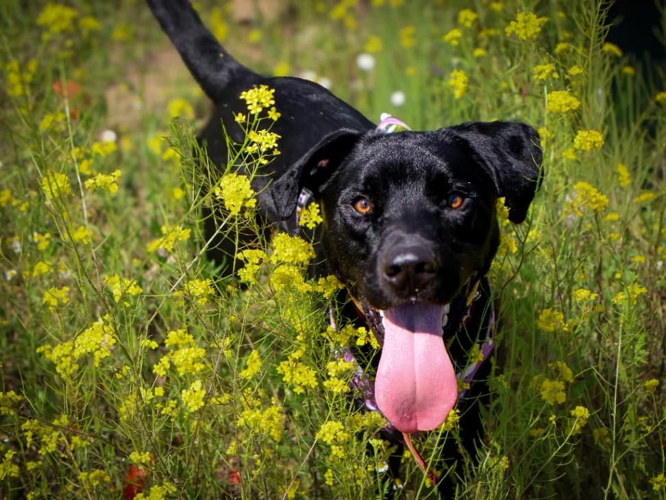 Batman, male young mixed breed for adoption at Schronisko Na Paluchu, Warsaw