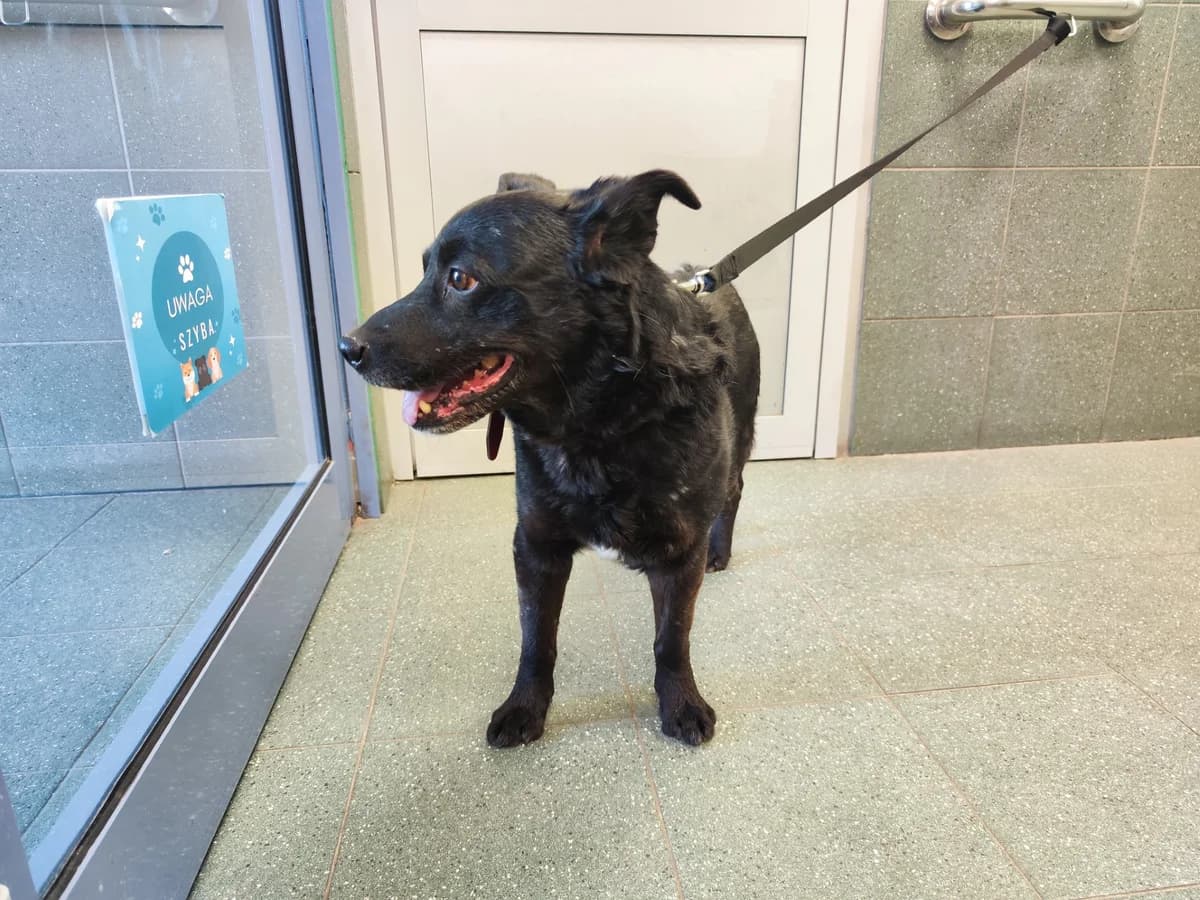 Erwina, female young mixed breed for adoption at Schronisko Na Paluchu, Warsaw
