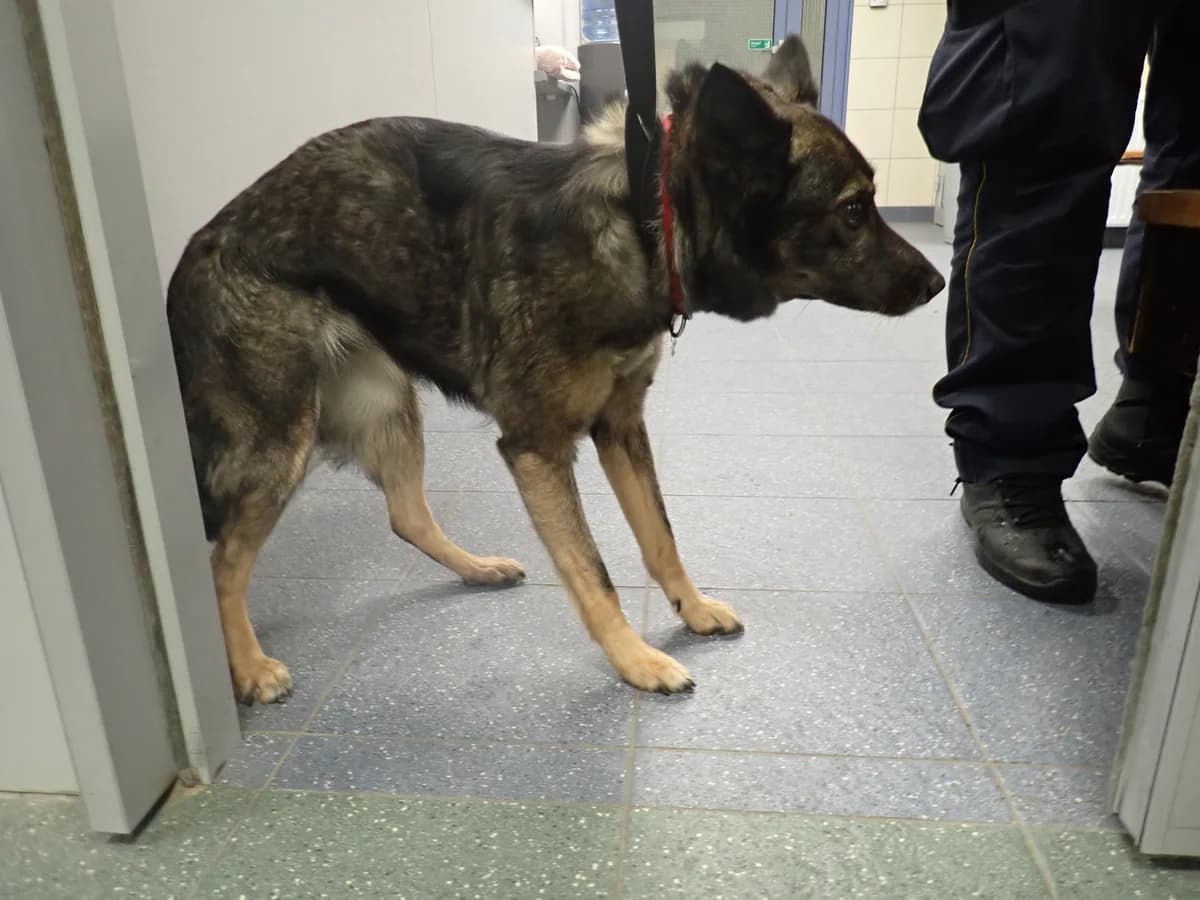 Fraszka, female senior mixed breed for adoption at Schronisko Na Paluchu, Warsaw