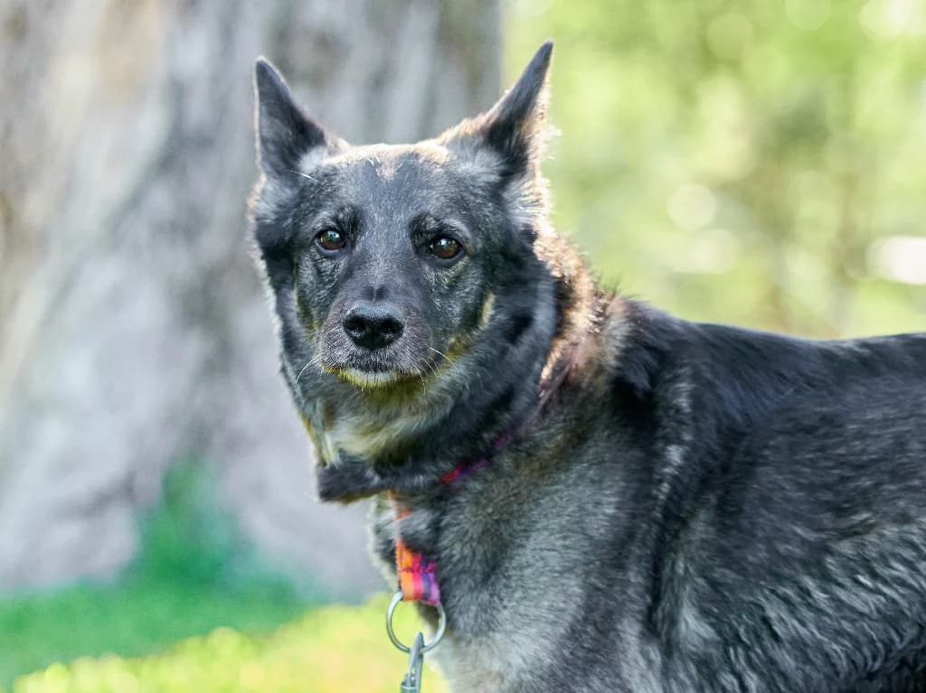 Fraszka, female senior mixed breed for adoption at Schronisko Na Paluchu, Warsaw