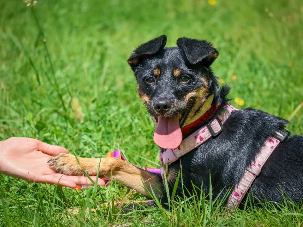 Candy, female young mixed breed for adoption at Schronisko Na Paluchu, Warsaw