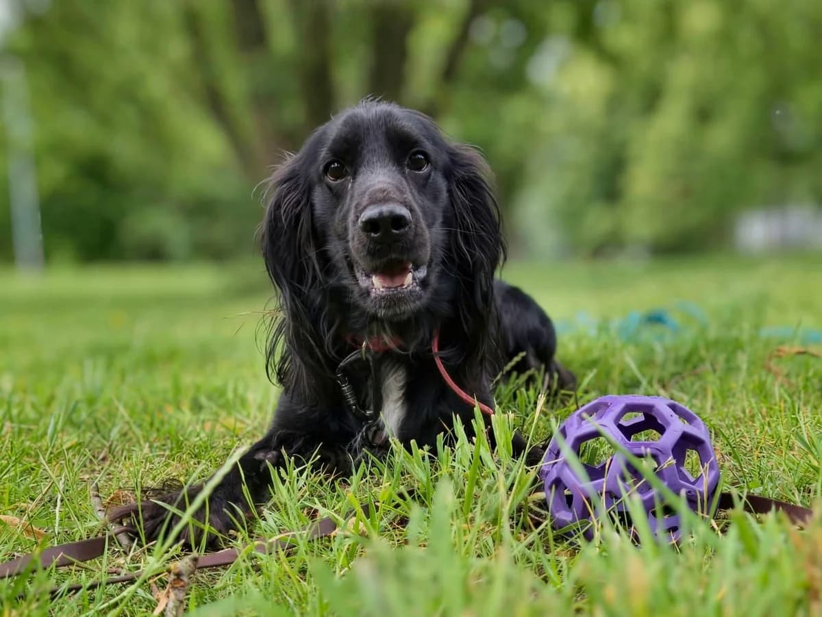 Pirat, male young Cocker Spaniel for adoption at Schronisko Na Paluchu, Warsaw