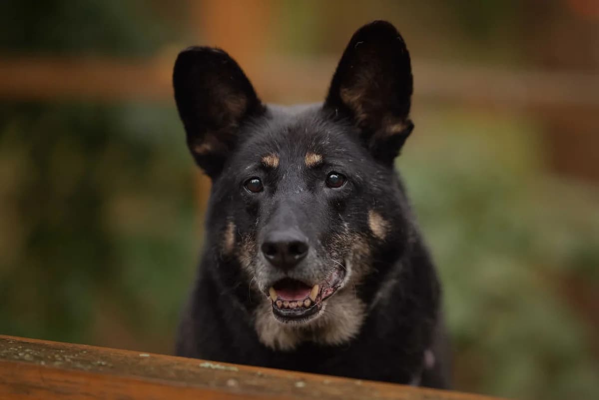 Noe, male senior mixed breed for adoption at Schronisko Na Paluchu, Warsaw