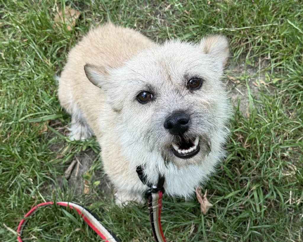Marusia, female 5yo mixed breed for adoption at Schronisko Na Paluchu, Warsaw