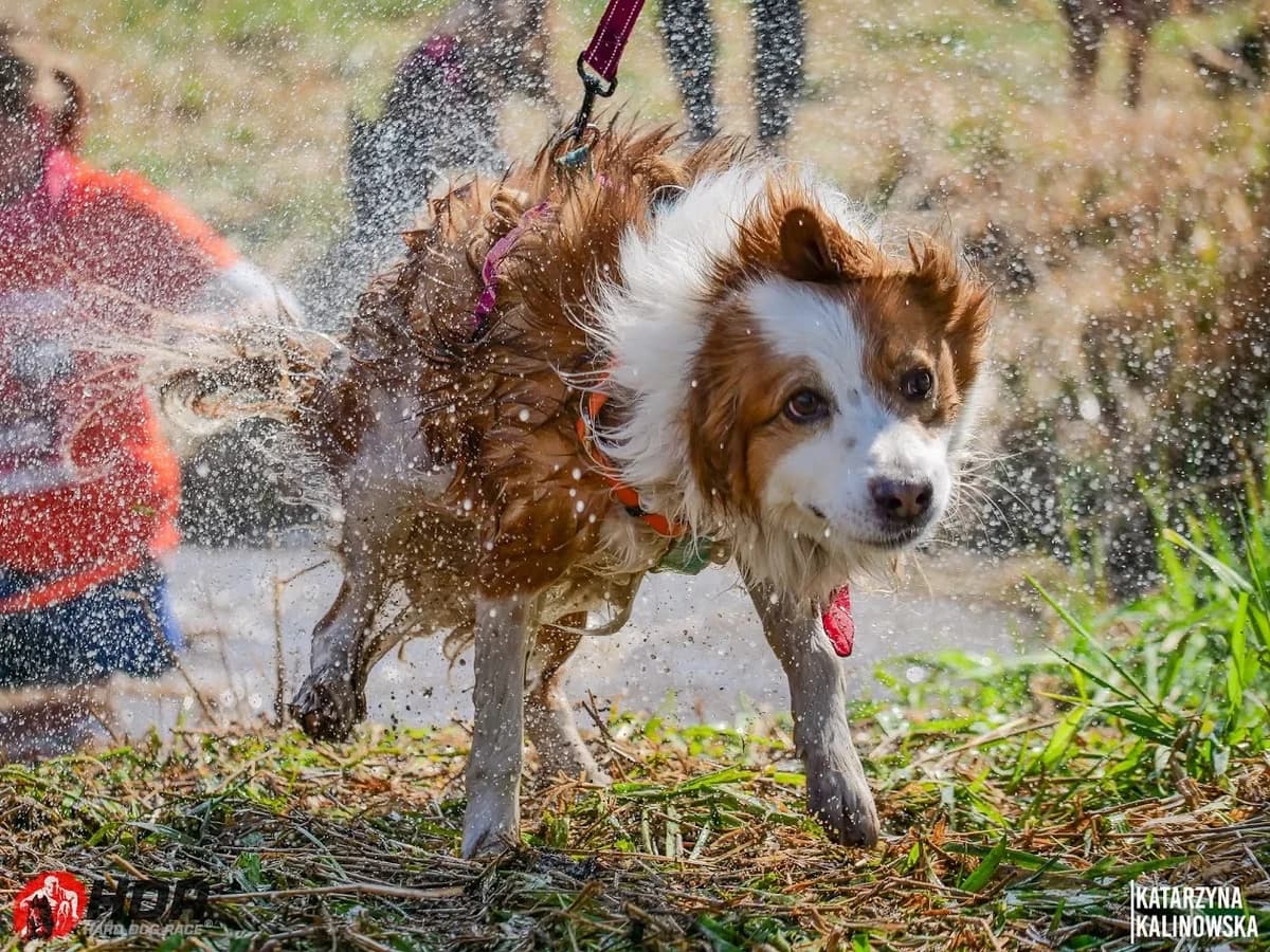 Aslan, male 5yo Border Collie for adoption at Schronisko Na Paluchu, Warsaw