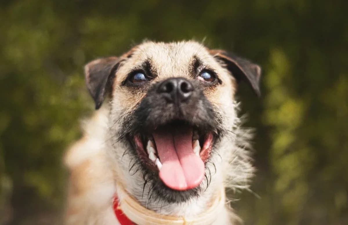 Edzio, male young mixed breed for adoption at Schronisko Na Paluchu, Warsaw