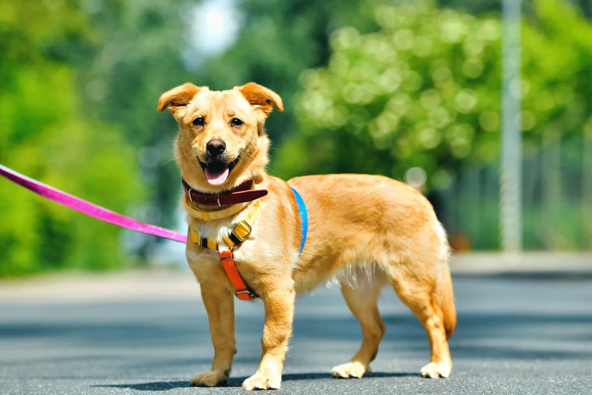 Foxy, female young mixed breed for adoption at Schronisko Na Paluchu, Warsaw