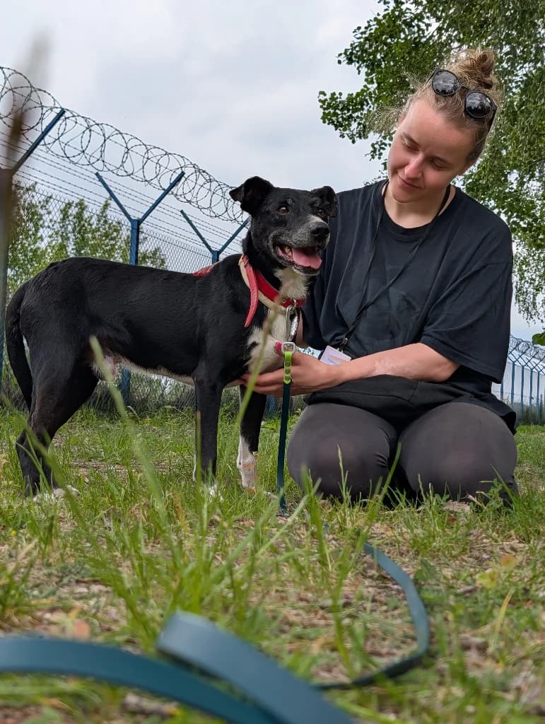 Orelio, male senior mixed breed for adoption at Schronisko Na Paluchu, Warsaw