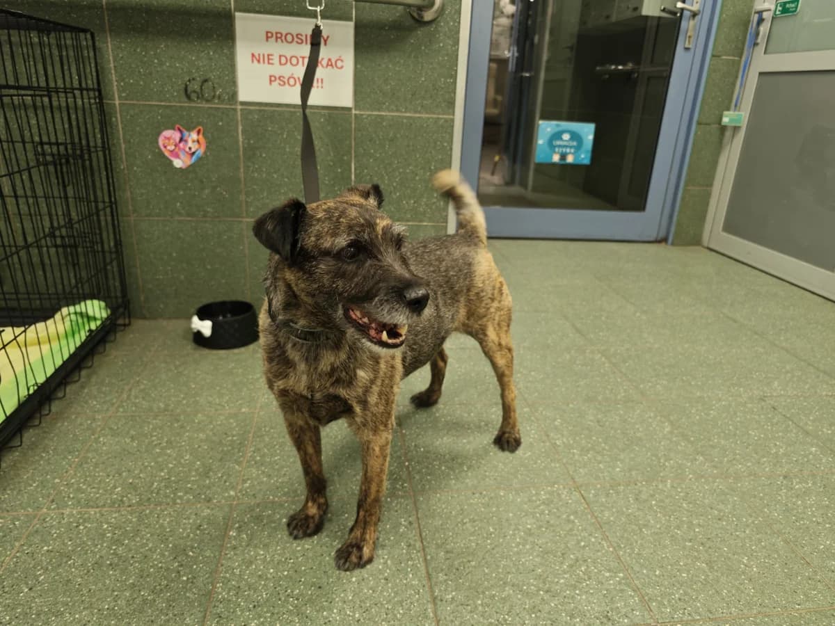 Felek, male senior mixed breed for adoption at Schronisko Na Paluchu, Warsaw