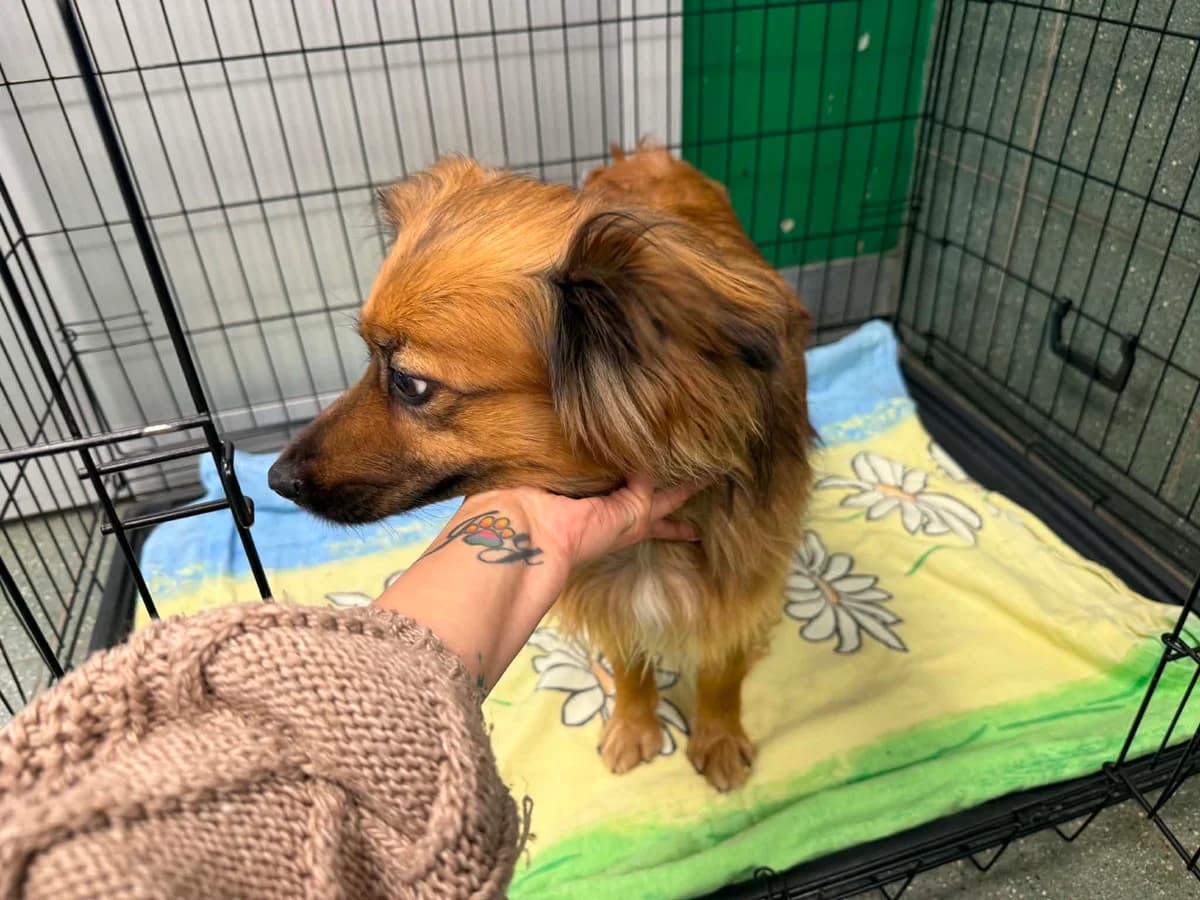 Santi, male 5yo mixed breed for adoption at Schronisko Na Paluchu, Warsaw