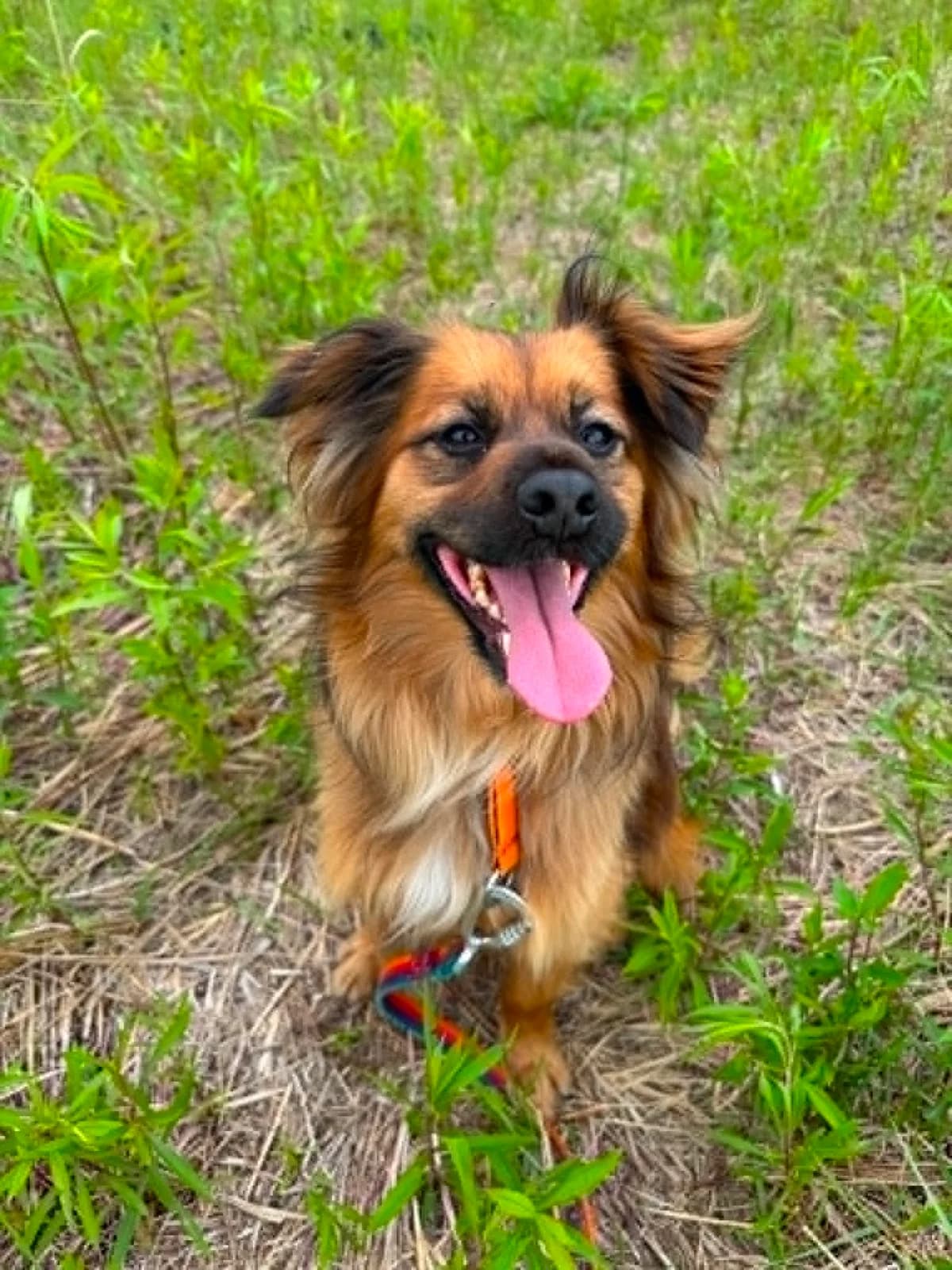 Santi, male 5yo mixed breed for adoption at Schronisko Na Paluchu, Warsaw