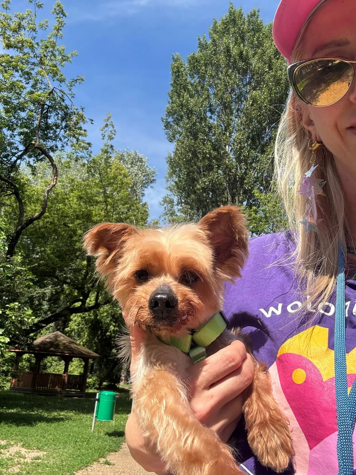 Valentino, male senior Yorkshire Terrier for adoption at Schronisko Na Paluchu, Warsaw