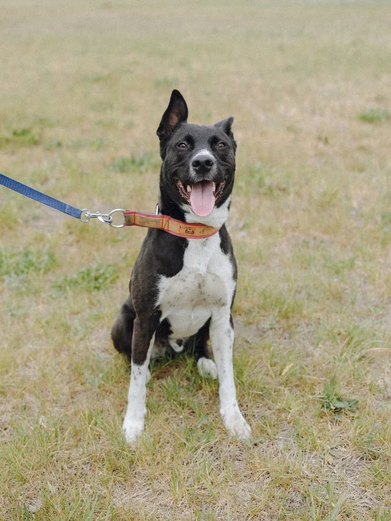 Monte, male 3yo mixed breed for adoption at Schronisko Na Paluchu, Warsaw