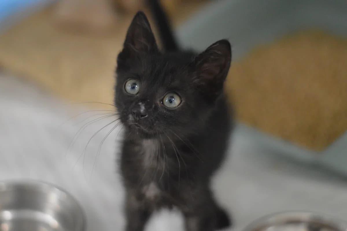 Blackie, male puppy mixed breed for adoption at Schronisko Na Paluchu, Warsaw