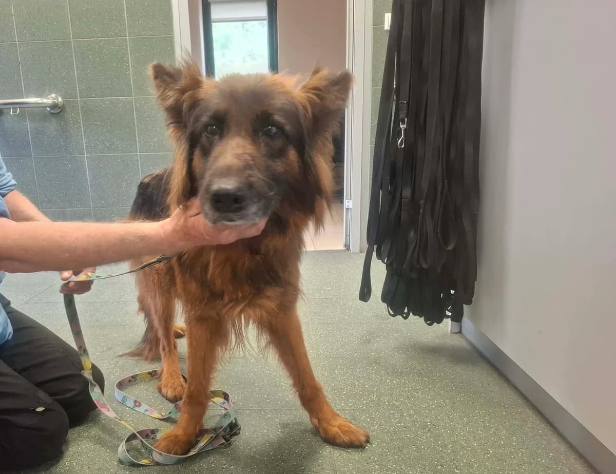 Rosie, female 6yo mixed breed for adoption at Schronisko Na Paluchu, Warsaw