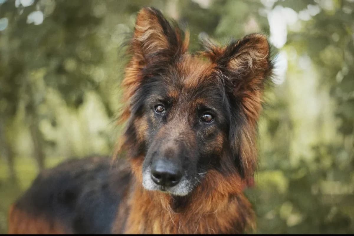 Rosie, female 6yo mixed breed for adoption at Schronisko Na Paluchu, Warsaw