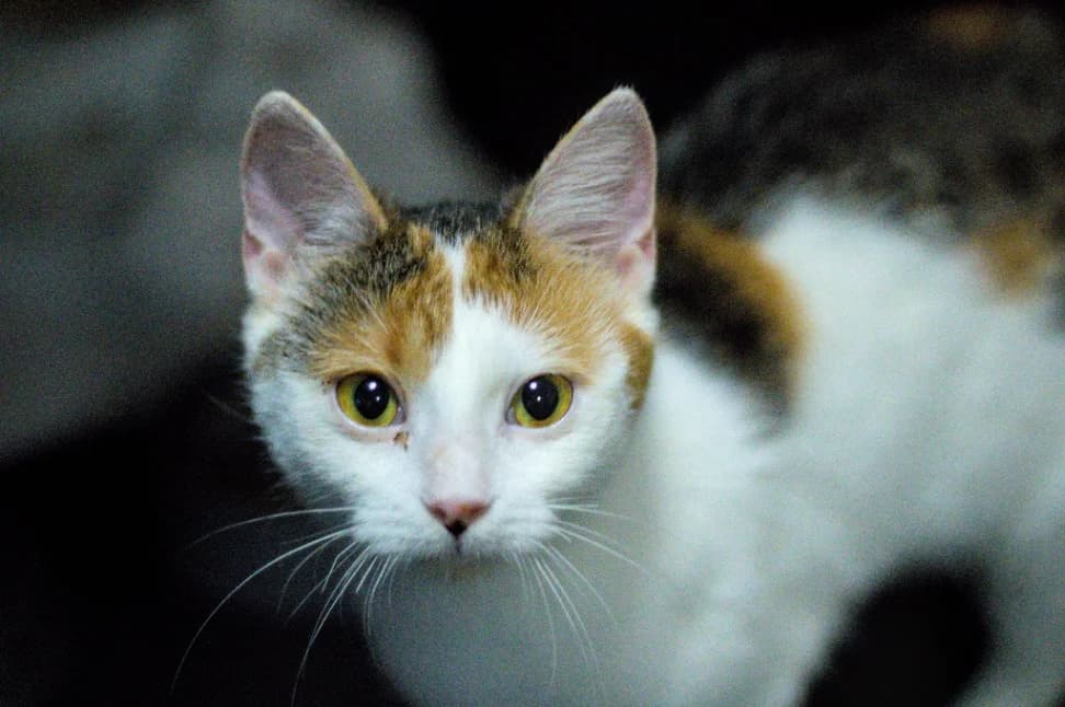 Fryzia, female young mixed breed for adoption at Schronisko Na Paluchu, Warsaw