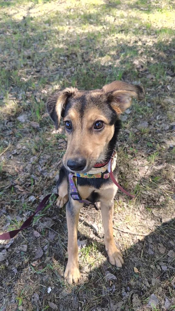 Lola, female young mixed breed for adoption at Schronisko Na Paluchu, Warsaw