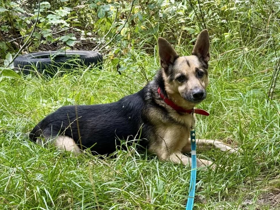 Waldi, male senior mixed breed for adoption at Schronisko Na Paluchu, Warsaw