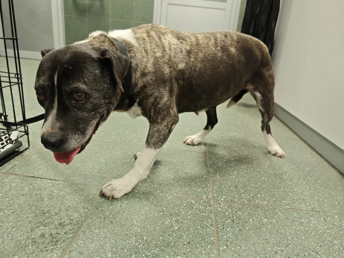 Zuza, female 5yo mixed breed for adoption at Schronisko Na Paluchu, Warsaw
