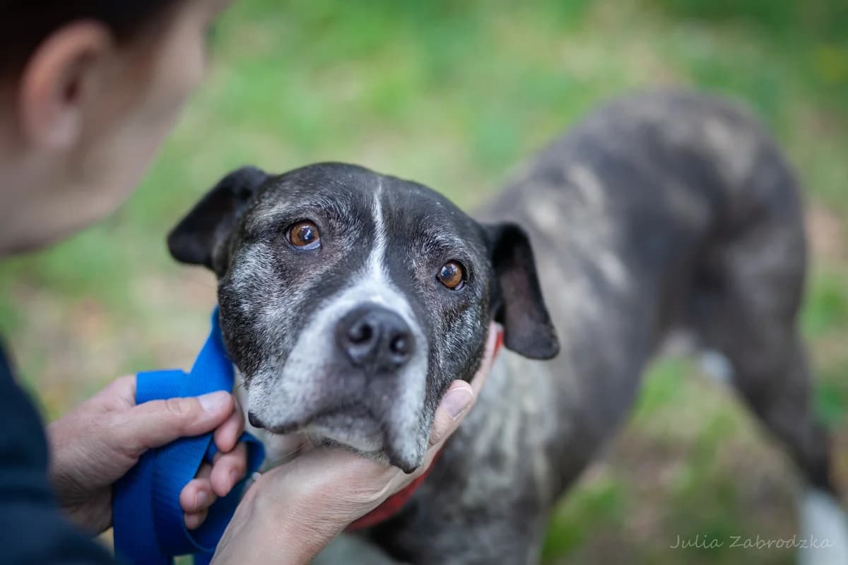 Zuza, female 5yo mixed breed for adoption at Schronisko Na Paluchu, Warsaw