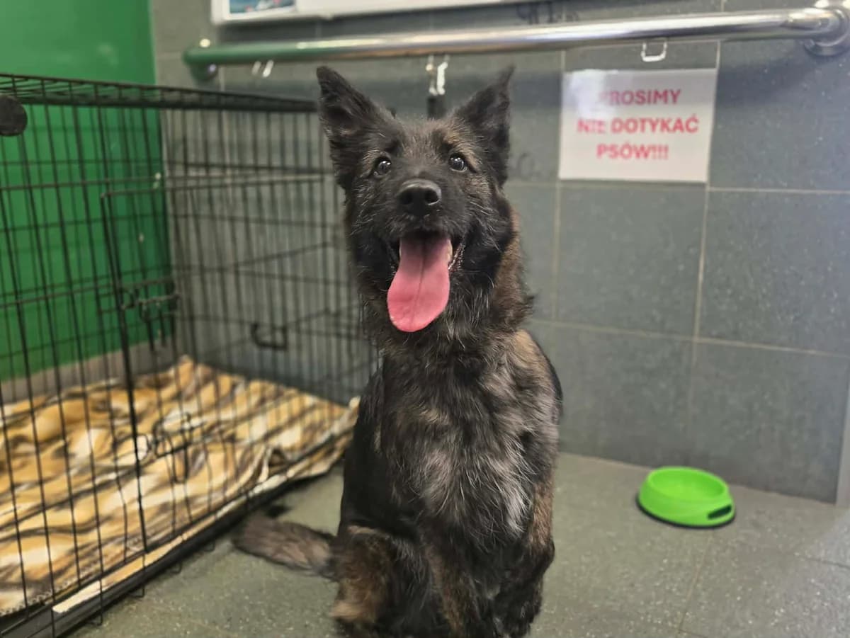 Bibi, female young mixed breed for adoption at Schronisko Na Paluchu, Warsaw