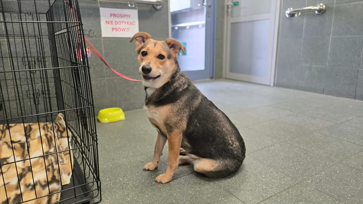 Fenia, female young mixed breed for adoption at Schronisko Na Paluchu, Warsaw