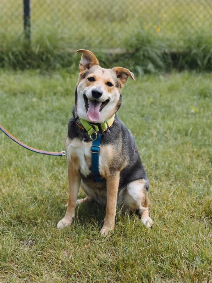 Fenia, female young mixed breed for adoption at Schronisko Na Paluchu, Warsaw
