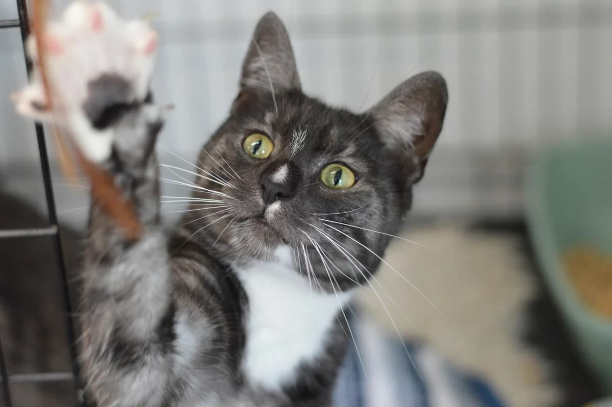 Grafit, male 3yo mixed breed for adoption at Schronisko Na Paluchu, Warsaw