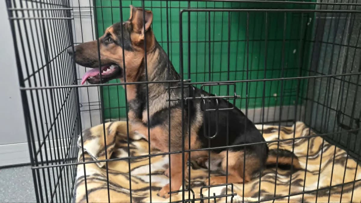 Franki, male young mixed breed for adoption at Schronisko Na Paluchu, Warsaw