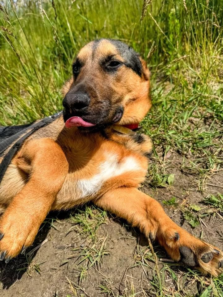 Franki, male young mixed breed for adoption at Schronisko Na Paluchu, Warsaw