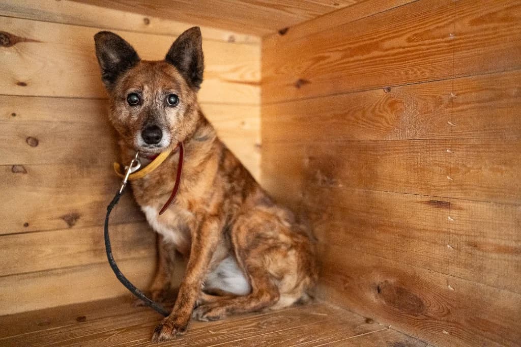 Mawi, female 6yo mixed breed for adoption at Schronisko Na Paluchu, Warsaw