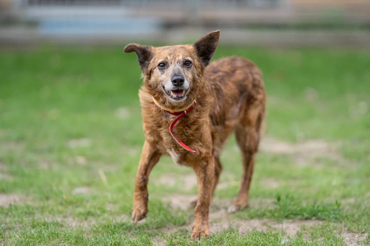 Mawi, female 6yo mixed breed for adoption at Schronisko Na Paluchu, Warsaw