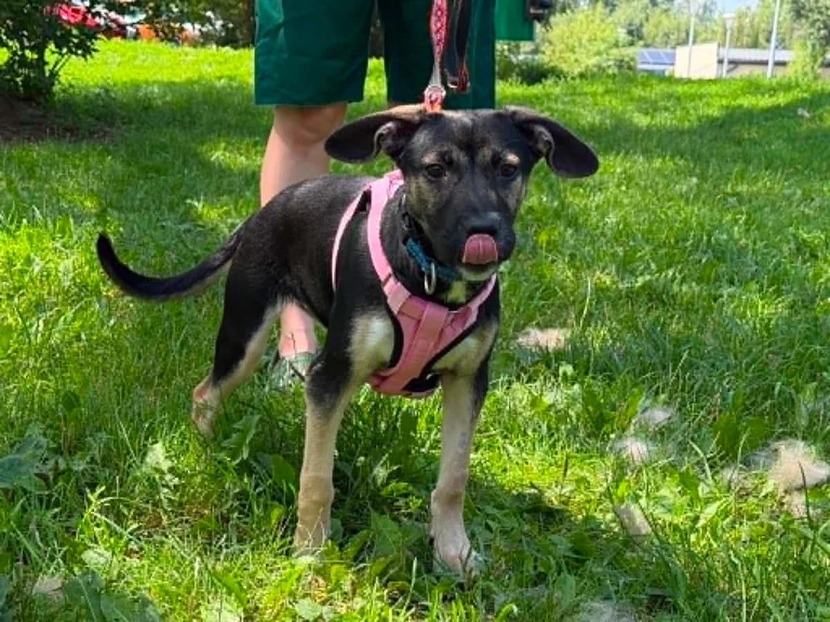 Wawa, female puppy mixed breed for adoption at Schronisko Na Paluchu, Warsaw