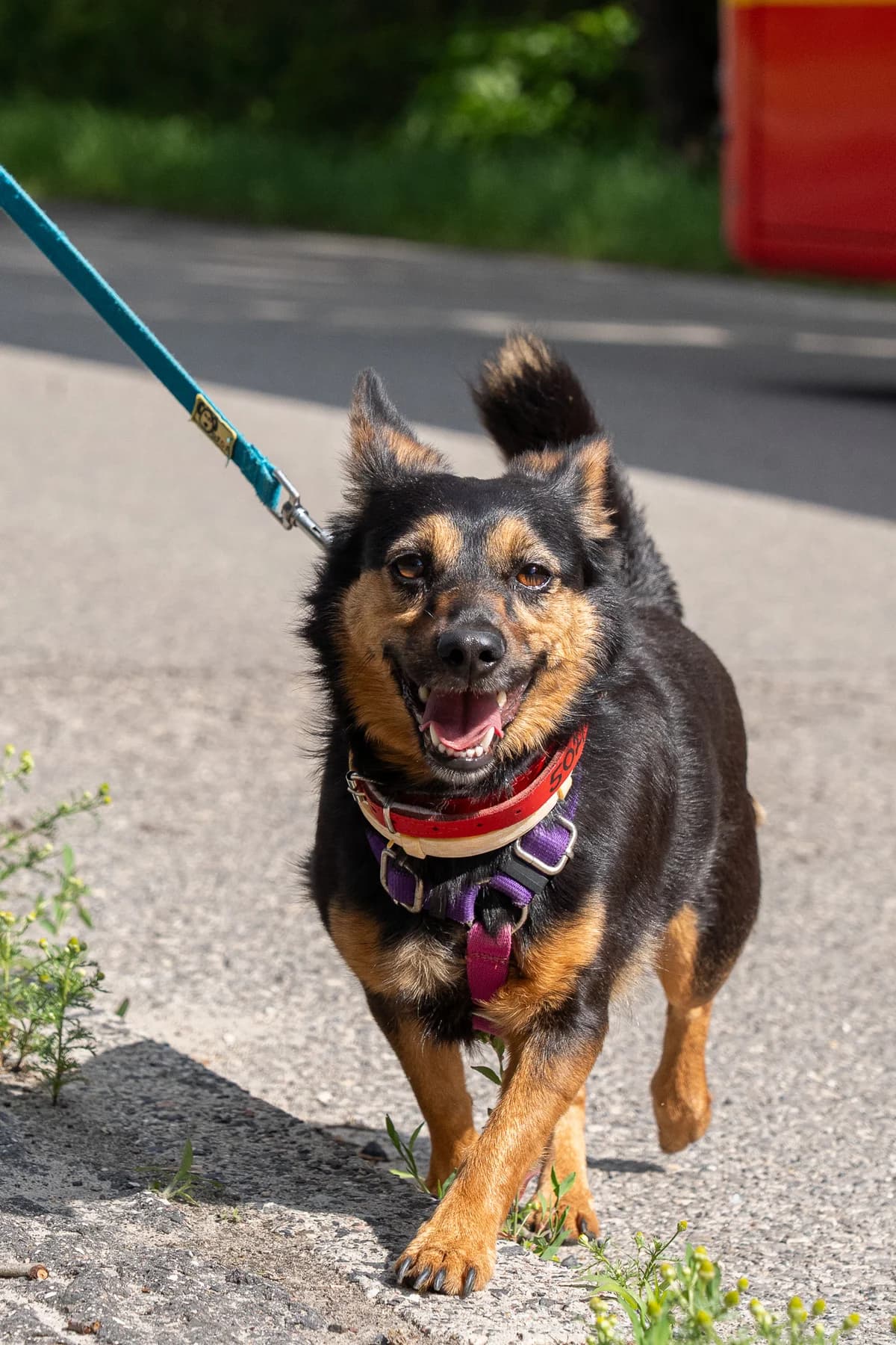 Nela, female 4yo mixed breed for adoption at Schronisko Na Paluchu, Warsaw
